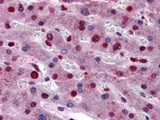 Anti-STAT3 antibody [7G3H4] used in IHC (Paraffin sections) (IHC-P). GTX83103