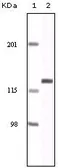 Anti-EphA2 antibody [1B3C7] used in Western Blot (WB). GTX83159