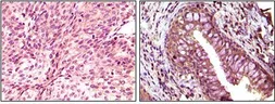 Anti-EphB6 antibody [8E7H12] used in IHC (Paraffin sections) (IHC-P). GTX83219