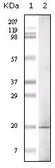 Anti-GLP antibody [1B7B4] used in Western Blot (WB). GTX83242