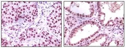 Anti-LSD1 antibody [1B2E5] used in IHC (Paraffin sections) (IHC-P). GTX83263