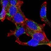 Anti-AMACR antibody [2A10F3] used in Immunocytochemistry/ Immunofluorescence (ICC/IF). GTX83326