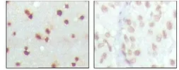Anti-MDMX / MDM4 antibody [2D10F4] used in IHC (Paraffin sections) (IHC-P). GTX83335