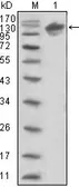 Anti-Her3 / ErbB3 antibody [2F9] used in Western Blot (WB). GTX83364