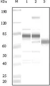 Anti-KSHV ORF8 antibody used in Western Blot (WB). GTX83381