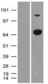 Anti-XPNPEP1 antibody [1E7] used in Western Blot (WB). GTX83413