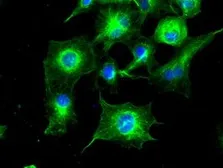 Anti-alpha Tubulin 8 antibody [2G6] used in Immunocytochemistry/ Immunofluorescence (ICC/IF). GTX83462