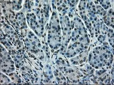 Anti-STK39 antibody [2E10] used in IHC (Paraffin sections) (IHC-P). GTX83543