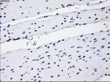 Anti-RNF144B antibody [9H10] used in IHC (Paraffin sections) (IHC-P). GTX83704