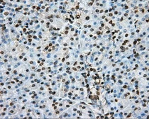 Anti-PTPRE antibody [3D4] used in IHC (Paraffin sections) (IHC-P). GTX83767