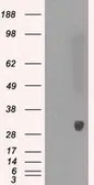 Anti-PRX IV antibody [9A3] used in Western Blot (WB). GTX83828