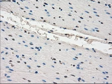 Anti-POR antibody [1B11] used in IHC (Paraffin sections) (IHC-P). GTX83858