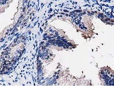 Anti-PEPD antibody [5D5] used in IHC (Paraffin sections) (IHC-P). GTX83910