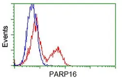 Anti-PARP16 antibody [2C8] used in Flow cytometry (FCM). GTX83943