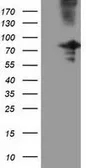 Anti-OSBPL11 antibody [7B3] used in Western Blot (WB). GTX83965