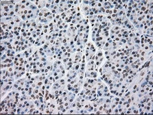 Anti-MRI1 antibody [6A10] used in IHC (Paraffin sections) (IHC-P). GTX84086
