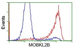 Anti-MOBKL2B antibody [2H8] used in Flow cytometry (FCM). GTX84092