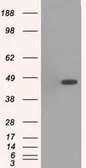 Anti-p38 gamma antibody [10E1] used in Western Blot (WB). GTX84148