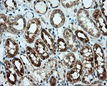 Anti-Endothelial Lipase / LIPG antibody [7C2] used in IHC (Paraffin sections) (IHC-P). GTX84193