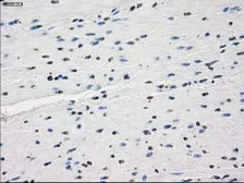 Anti-KDM4C antibody [5B9] used in IHC (Paraffin sections) (IHC-P). GTX84280