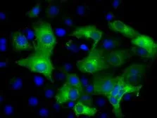 Anti-IFIT3 antibody [1G1] used in Immunocytochemistry/ Immunofluorescence (ICC/IF). GTX84314