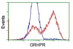 Anti-GRHPR antibody [4H2] used in Flow cytometry (FCM). GTX84413