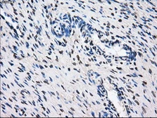 Anti-GBE1 antibody [3C8] used in IHC (Paraffin sections) (IHC-P). GTX84454