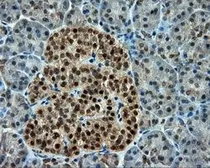 Anti-CUGBP1 antibody [5B8] used in IHC (Paraffin sections) (IHC-P). GTX84692