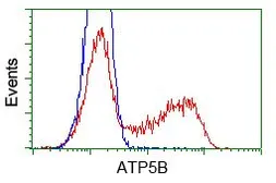Anti-ATP5B antibody [5G2] used in Flow cytometry (FCM). GTX84841