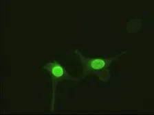 Anti-Adenylate kinase 1 antibody [18C7] used in Immunocytochemistry/ Immunofluorescence (ICC/IF). GTX84937