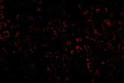 Anti-LDL Receptor antibody used in IHC (Paraffin sections) (IHC-P). GTX85109