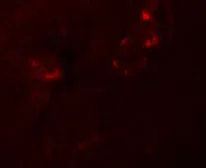 Anti-NALP5 antibody used in IHC (Paraffin sections) (IHC-P). GTX85158