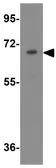 Anti-APC7 antibody used in Western Blot (WB). GTX85187