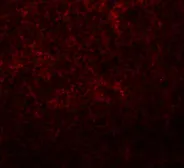 Anti-Slc37A2 antibody used in IHC (Paraffin sections) (IHC-P). GTX85198