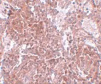 Anti-TSPAN9 antibody used in IHC (Paraffin sections) (IHC-P). GTX85211
