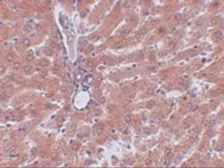 Anti-JMJD5 antibody used in IHC (Paraffin sections) (IHC-P). GTX85251