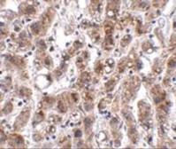 Anti-THEM2 antibody used in IHC (Paraffin sections) (IHC-P). GTX85271