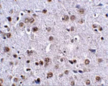 Anti-LRFN4 antibody used in IHC (Paraffin sections) (IHC-P). GTX85341