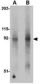 Anti-FNIP2 antibody used in Western Blot (WB). GTX85347