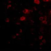 Anti-VGF antibody used in IHC (Paraffin sections) (IHC-P). GTX85398