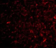 Anti-NPAS3 antibody used in IHC (Paraffin sections) (IHC-P). GTX85444