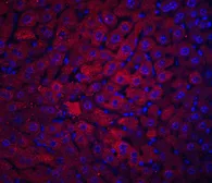 Anti-DRAM antibody used in IHC (Paraffin sections) (IHC-P). GTX85483
