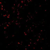 Anti-CTRP7 antibody used in Immunocytochemistry/ Immunofluorescence (ICC/IF). GTX85502