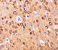 Anti-CTRP4 antibody used in IHC (Paraffin sections) (IHC-P). GTX85504