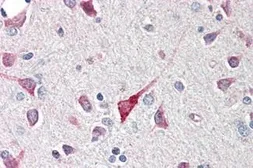 Anti-CTRP5 antibody used in IHC (Paraffin sections) (IHC-P). GTX85670