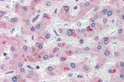 Anti-LPA antibody used in IHC (Paraffin sections) (IHC-P). GTX85859