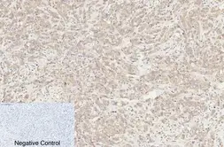 Anti-Caspase 8 (cleaved Asp384) antibody used in IHC (Paraffin sections) (IHC-P). GTX86893