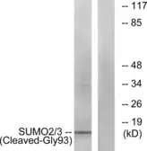 Anti-SUMO2 + SUMO3 (cleaved Gly93) antibody used in Western Blot (WB). GTX86908
