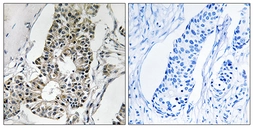 Anti-RIMS4 antibody used in IHC (Paraffin sections) (IHC-P). GTX86976