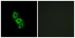 Anti-Apolipoprotein L5 antibody used in Immunocytochemistry/ Immunofluorescence (ICC/IF). GTX87078